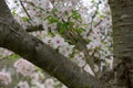 Yoshino Cherry Tree in bloom