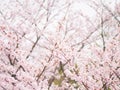 Yoshino cherry tree branch in full bloom in the sky background