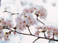 Yoshino cherry tree branch in full bloom in the sky background Royalty Free Stock Photo