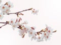 Yoshino cherry tree in full bloom in the sky background Royalty Free Stock Photo