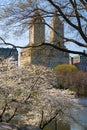 Yoshino Cherry Trees Blooming in Spring, Central Park, New York Royalty Free Stock Photo