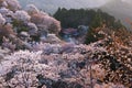 Yoshino mountain full cherry tree blossom
