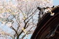 Yoshino mountain kizou-in temple with spring cherry blossoms in Nara, Japan