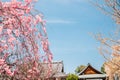 Yoshino mountain Sakuramotobou temple with spring cherry blossoms in Nara, Japan