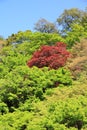 Yoshino-yama, Japan