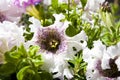 You are so beautiful. floral shop. blooming white petals. flower with open buds. petunia. bright lilac color flower. flowerbed in Royalty Free Stock Photo