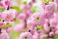 You are so beautiful. sakura blooming tree., natural floral background. beautiful spring flowers. pink tree flower. new Royalty Free Stock Photo