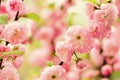 You are so beautiful. sakura blooming tree., natural floral background. beautiful spring flowers. pink tree flower. new Royalty Free Stock Photo