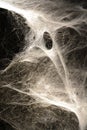 Thick spider web home Royalty Free Stock Photo