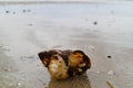 whelks span balls Royalty Free Stock Photo