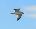 Ring-billed Gull Soars over Jekyll Island Royalty Free Stock Photo