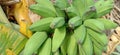 You can see that the bananas that have been harvested are still green under the tree among the fertile soil