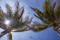 Palm tree plus birds flying Royalty Free Stock Photo