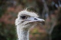 Ostrich watching the photographer closely