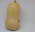 Isolted butternut pumkin