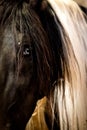 Left eye of a two-colored horse Royalty Free Stock Photo