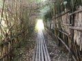 ARCHED BRANCH TUNNEL IN ECUADOR