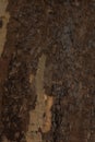 Old beautiful tree bark, as a background Royalty Free Stock Photo