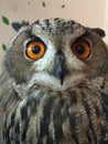 Orange Eyes Eagle Owl