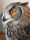 Orange Eyes Eagle Owl