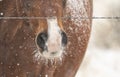 Horse with frost and snow on its body and wiskers