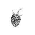 Cute Berry Icon in Black and White Sketch