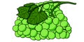 Detailed illustration of a bunch of grapes with all the details of their skin and their leaves