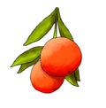 Realistic illustration of two oranges hanging on a branch Royalty Free Stock Photo