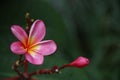 Beautiful Pink Jasmine with space for design or typography