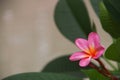 Beautiful Pink Jasmine with space for design or typography