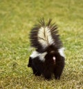 You Don't Wanna Be Here - Striped Skunk Royalty Free Stock Photo