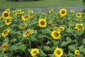 Shiny sunflower in Chatuchak Park Royalty Free Stock Photo