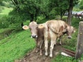 You have got the attention of both Cows on a pasture Royalty Free Stock Photo