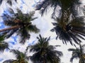 View of coconut trees and the sky