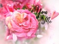 You and me love happy greetings card valentine day wedding womens day pink roses spring summer flowers background copy space Royalty Free Stock Photo