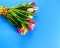 Tulip flowers on blue  background greetings  for congratulations text  colorful festive bouquet Floral Women`s Day Happy Valenti Royalty Free Stock Photo