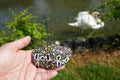 You rock encouraging message painted on kindness rock held up in hand with swan bird