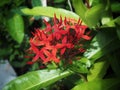 Pretty Red Ixora Coccinia Flower.