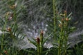 A spiderweb in green plants Royalty Free Stock Photo