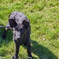 a young black shepherd on a meadow in the sunshine