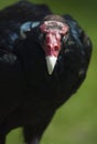 Are You Talking to Me - Turkey Vulture (Cathartes aura)