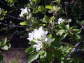 Flowers growing wild in the forest