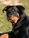 Young rottweiler