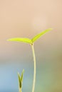 Yougn green leaf with shallow depth of field Royalty Free Stock Photo