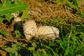 Youn closed common ink cap mushrooms in between green leaves , selective focus