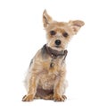 youn Yorkshire terrier dog sitting on white background and wearing a collar and a bell Royalty Free Stock Photo