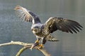 Yound eagle lands on branch with a fish