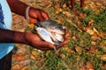 A yound fish farmer holding lots of chitala fish in hand in nice blur background