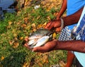 A yound fish farmer holding lots of chitala fish in hand in nice blur background