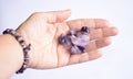 Yound woman is holding a collection of raw mineral amethyst gemstones in her palm